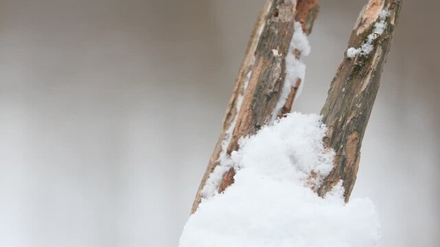 Dark eyed junco bird perches on snow covered branch then flies away