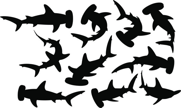 Hammerhead shark silhouettes set, marine predator collection in various poses for ocean wildlife design