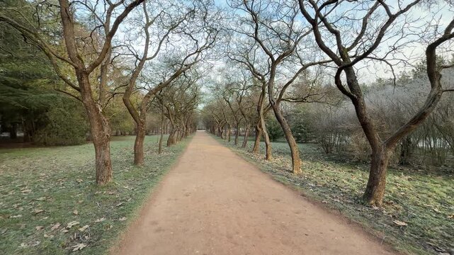 A narrow dirt path leads deep into a quiet, frost-covered forest. The bright morning sun shining through bare branches creates a feeling of hope and peaceful morning energy.