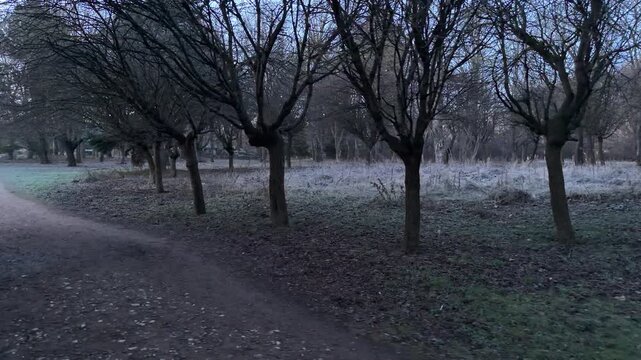 Dark, leafless trees stand like sentinels along a dirt trail in the cold morning air. The frost-covered ground looks white and mysterious in the dim light. This scene feels lonely and calm.