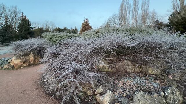 White frost covers the thin branches of bushes and small pine cones on the ground. The cold morning air creates a quiet and frozen wonderland. The scene feels sharp, delicate, and peaceful.