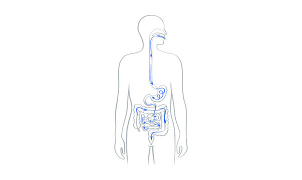 Digestive system diagram