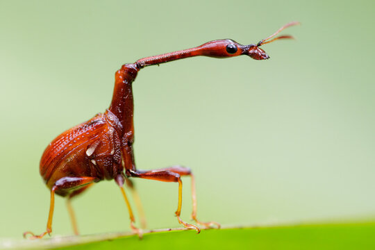 Giraffe weevil insect standing on green leaf in Thailand