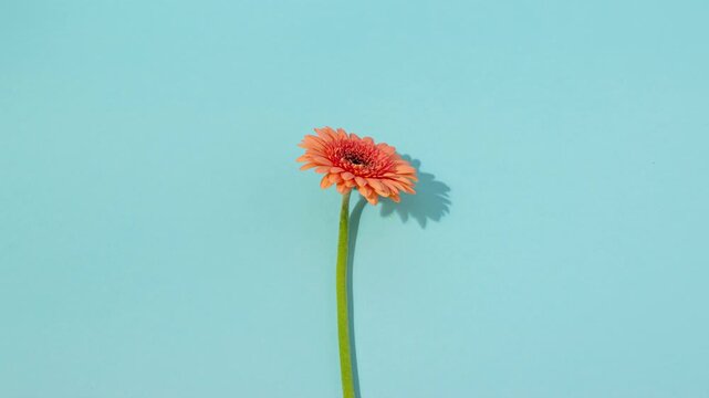 Beautiful isolated orange colour gerbera flower on bright blue background. Blooming spring concept. Stop motion.
