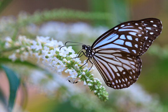 Blue tiger butterfly feeding on white butterfly bush