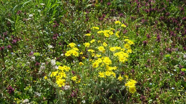 Senecio vernalis is European species of Senecio, annual eastern groundsel. Senecio leucanthemifolius. Eastern groundsel is a lovely yellow-flowering weed found by roadside and on edges of fields