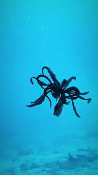 star fish in the water 