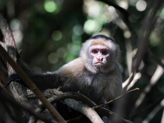 Fototapeta premium White faced capuchin monkey