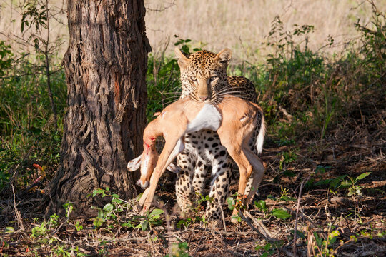 Female Leopard has killed an Impala and walks with it in its mouth in the bush in the Sabi Sand Game Reserve in South Africa