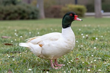 Obraz premium A duck standing on top of a lush green field