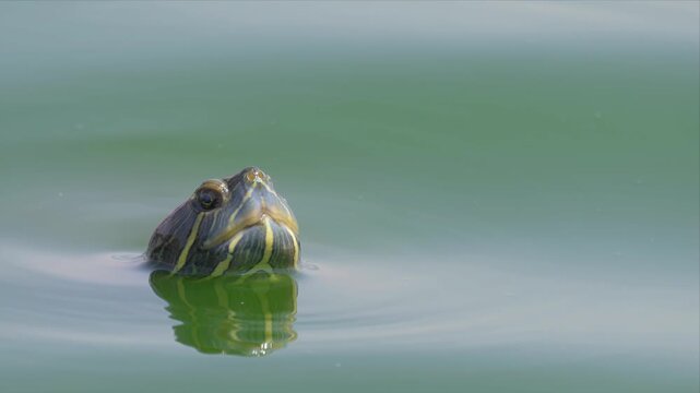 Slow motion video of D'Orbigny's Slider turtle's and looking up the water to take a breath and going back inside. Ripples form where its eyes peek above the surface. Its shell reflects a calm, quiet