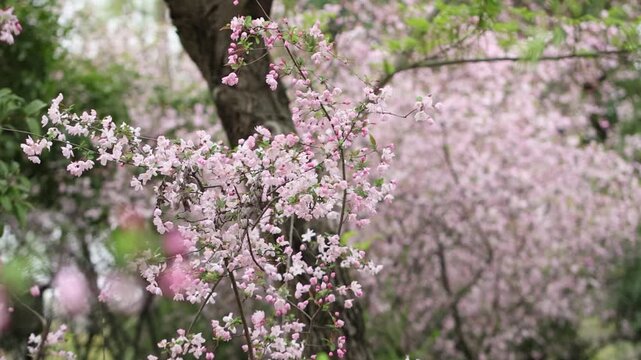 Beautiful blooming pink cherry or plum blossoms on tree branches in a sunny spring garden