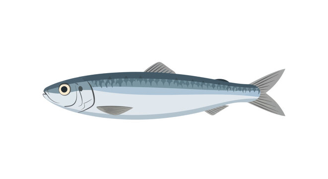 Detailed illustration of a small fish.