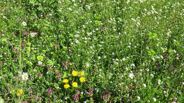 Lush meadow populated by variety of wildflowers, including bright yellow dandelions Taraxacum officinale, Lamium purpureum, purple dead-nettle, archangel and shepherd purse or Capsella bursa-pastoris