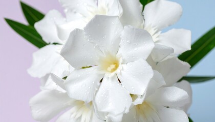 Obraz premium Close-up of pristine white blossoms and green leaves, water droplets adding texture, set against a soft, divided pink and blue backdrop
