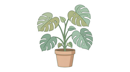 Fototapeta premium An illustration of a potted Monstera deliciosa plant with large green leaves on a white background