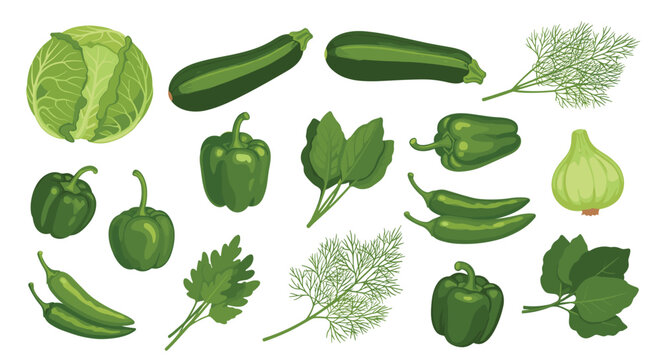 Collection of various fresh green vegetables and herbs including cabbage, zucchini, bell peppers, spinach, parsley, dill, and green chili on white.