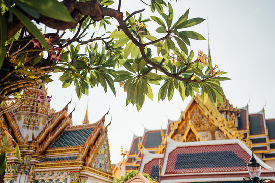 Frangipani tree above temple buildings at Grand Palace Bangkok