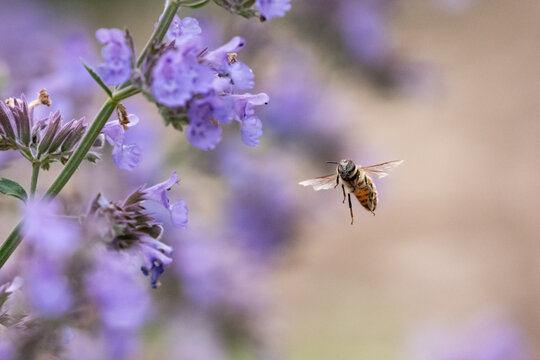 Honey Bee hovering over lavender