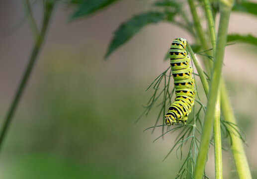 Caterpillar sitting on a dill plant