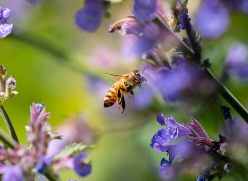 Honey bee pollinating lavender plant
