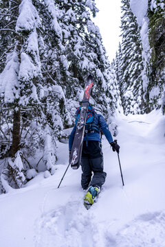 Backcountry skier hiking through a dense winter forest