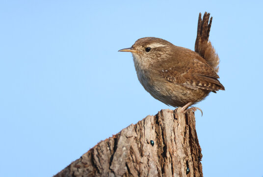 A Wren, Troglodytes troglodytes, perching on a tree stump.