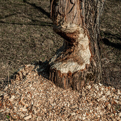 Fototapeta premium Tree trunk gnawed by beaver with large pile of fresh wood chips, showing clear beaver activity and natural tree cutting in forest environment.
