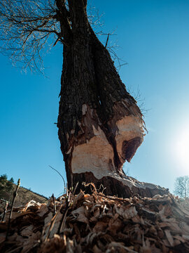 Large tree gnawed by beaver with dry crown and wood chips at base, showing long-term impact of beaver activity on tree health and landscape.

