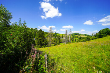Fototapeta premium Hiking trail through nature near Ringelstein. 