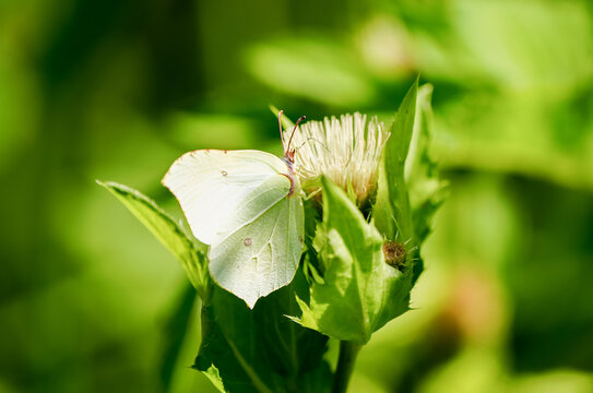 Brimstone butterfly in nature. Yellow butterfly in close-up. Gonepteryx rhamni.
