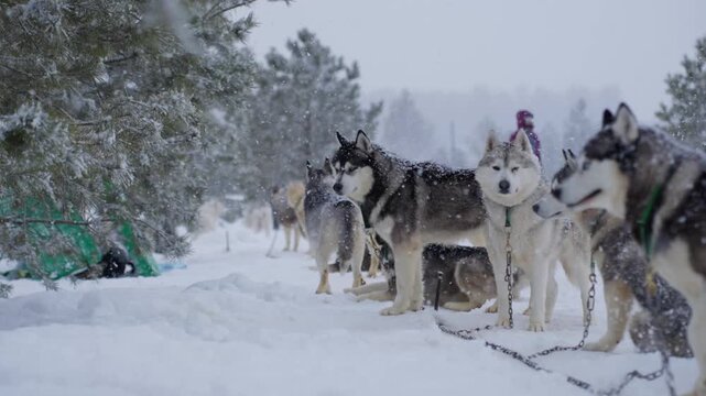Dog Sled Adventure. Teams Prepare For Snowy Journey. Snowfall Creates Challenging Yet Excited Sled Dog Team Scene. Energetic Dogs And Focused Musher Organize Equipment Before Winter Sled Race
