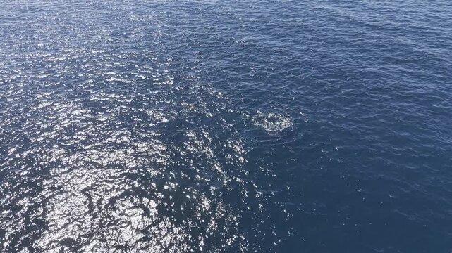 Multiple Humpback Whales with Whale Watching Boat - Midday Cabo San Lucas, Mexico Part 6 - Aerial Drone 4K