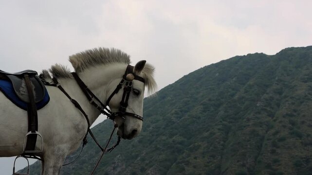 4K shot of White Horse Portrait with Mount Batok Background, Bromo Tengger Semeru National Park, East Java Indonesia
