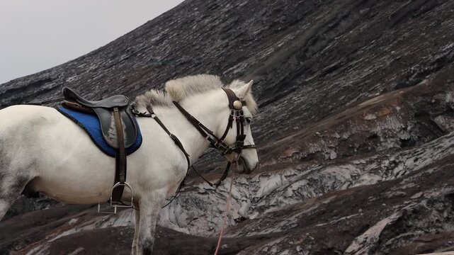4K shot of White Horse Portrait with Mount bromo Background, Bromo Tengger Semeru National Park, East Java Indonesia