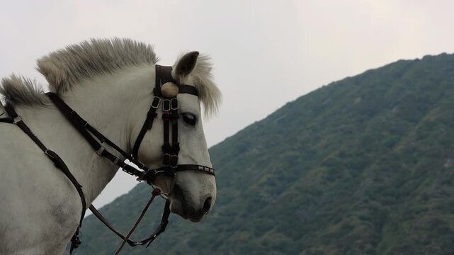 4K close up head shot of White Horse Portrait with Mount Batok Background, Bromo Tengger Semeru National Park, East Java Indonesia