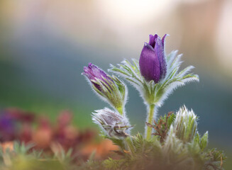 Fioletowe sasanki (Pulsatilla) w wiosennym ogrodzie - zbliżenie makro. © mycatherina