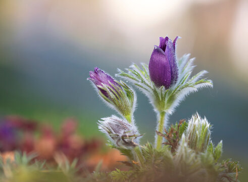 Fioletowe sasanki (Pulsatilla) w wiosennym ogrodzie - zbliżenie makro.