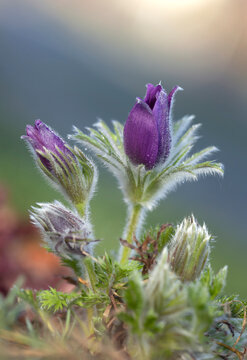 Fioletowe sasanki (Pulsatilla) w wiosennym ogrodzie - zbliżenie makro.