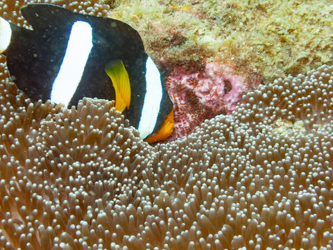 Sebae anemonefish taking care of eggs
