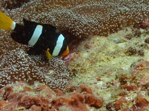 Sebae anemonefish taking care of eggs