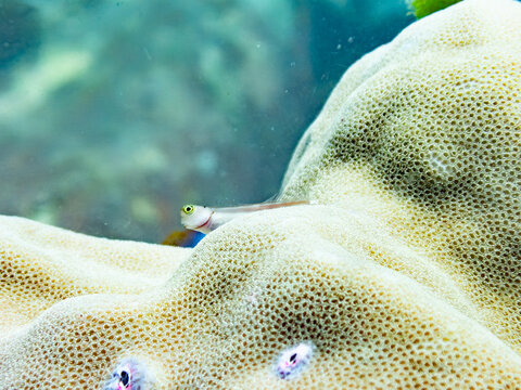 Lubbock's blenny