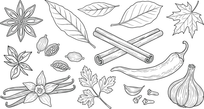 Spices herbs and leaves hand drawn collection with cinnamon vanilla garlic chili and botanical elements vector illustration set