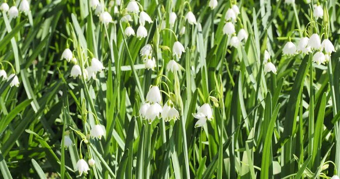 Summer snowflakes (Leucojum aestivum). Long, narrow leaves bearing bell-shaped, green or yellowih tipped white flowers swaying on leafless, robust stems in spring
