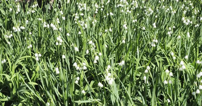 Leucojum aestivum - Summer snowflakes or Loddon lilies, bell-shaped white flowers growing in  large sweeping drifts, dangling above clumps of dark grassy leaves
