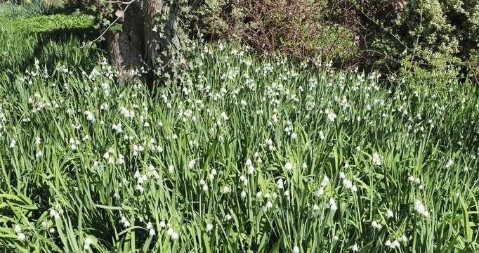  Leucojum aestivum | Summer snowflakes - Giant snowflake - Loddon lily - Snowbell. Large clumps of narrowly strap-shaped leaves with dangling bell-shaped white flowers, green tipped, waving in wind
