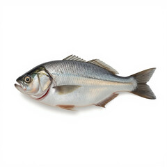 Fototapeta premium A highly detailed studio photograph of a single fresh fish, side view, isolated on a pure white background. The fish has shiny silver-blue scales with subtle gradients, a slightly rounded body. 