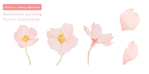 Obraz premium 水彩で描いたかわいい桜の花のベクターイラスト素材