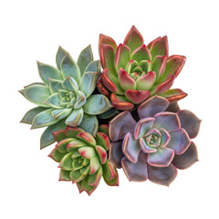 Fototapeta premium A vibrant arrangement of succulents on transparent background