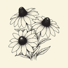 Obraz premium A detailed vintage botanical illustration of three blooming coneflower heads on cream background